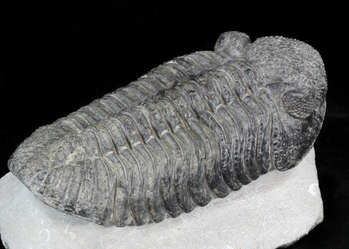 Large Drotops Trilobite With Great Eyes #41822